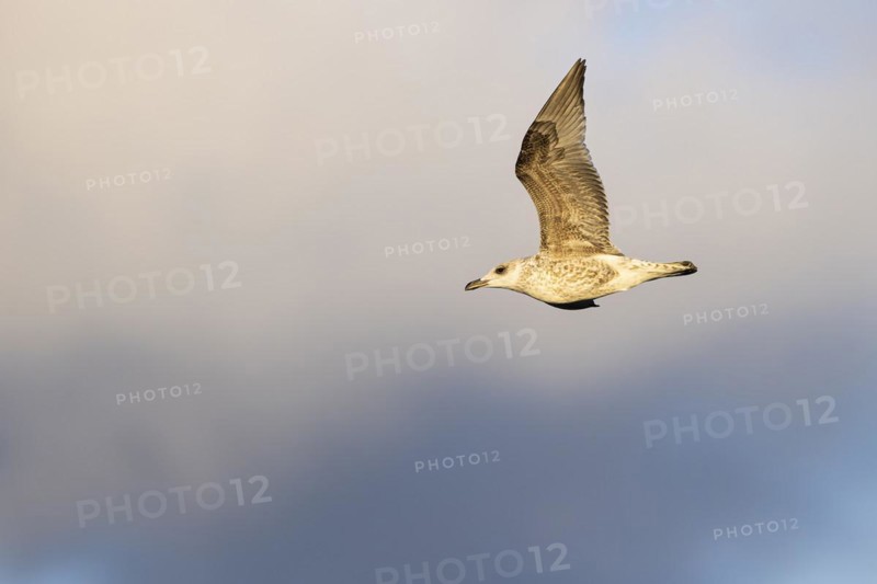 Lesser black-backed gull (Larus fuscus), juvenile bird in flight, Laanemaa, Estonia, Europe