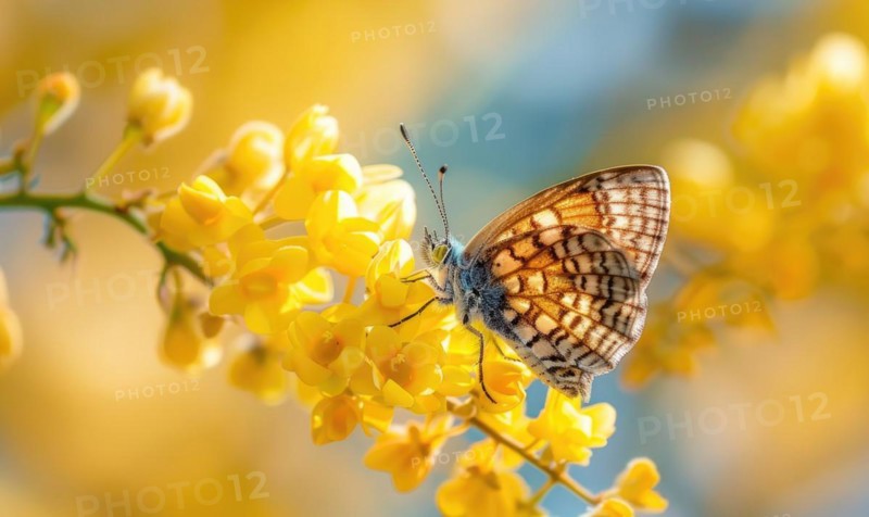 A close-up of a butterfly resting on a laburnum blossom AI generated