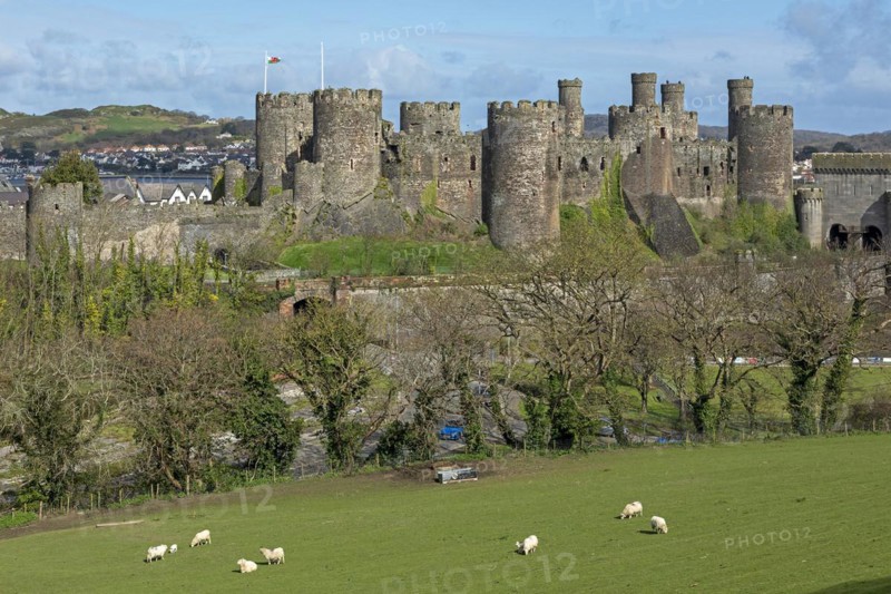 Sheep, lambs, castle, Conwy, Wales, Great Britain