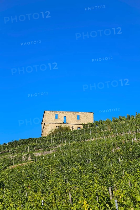 Yburg, Y-Burg, Yberg, Eibenburg, ruins of a hillside castle, historic building, built in the early 14th century, excursion destination, vineyard, Stetten vineyards, plants, Kernen im Remstal, Rems-Murr-Kreis, Baden-Wuerttemberg, Germany, Europe