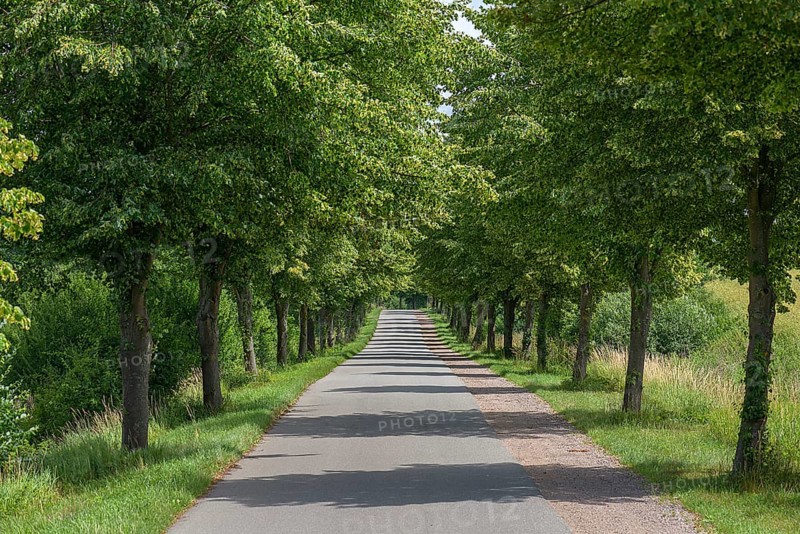 Flowering avenue of lime trees (Tilia platyphyllos), Rehna, Mecklenburg-Vorpommern, Germany, Europe