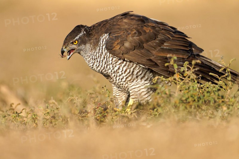 Male Northern Goshawk (Accipiter gentilis), Crested, Agramunt, Catalonia, Spain, Europe