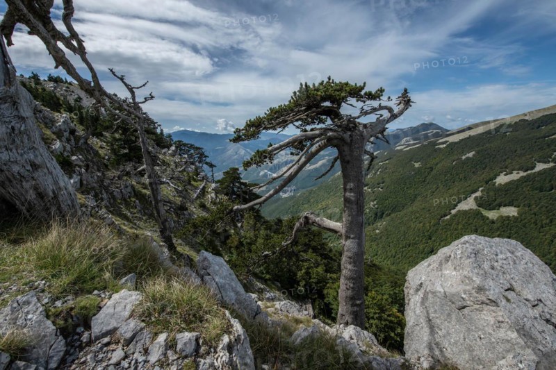Pollino national park, Pinus heldreichii, italy