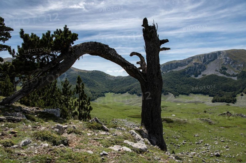 Pollino national park, Pinus heldreichii, italy
