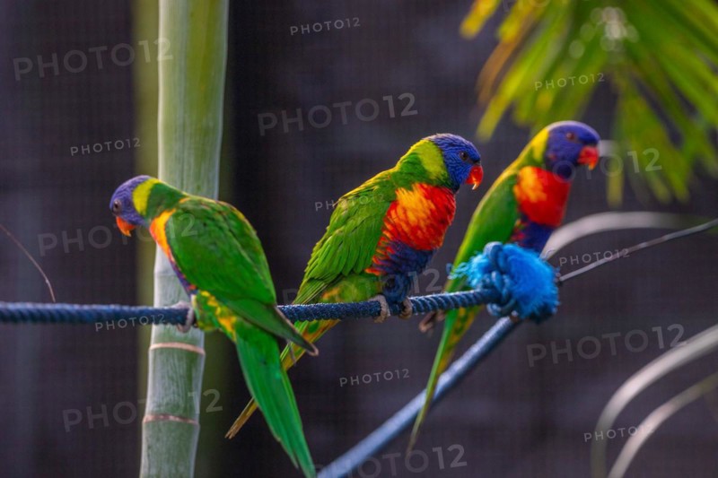 Portrait of a loris, parrot. Beautiful shot of the animals in the forest on Guadeloupe, Caribbean, French Antilles
