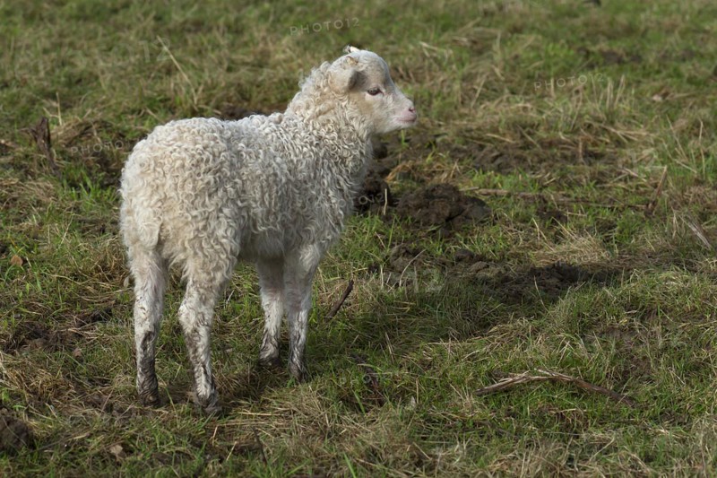 Moorschnucken lamb (Ovis aries) on the pasture, Mecklenburg-Vorpommern, Germany, Europe