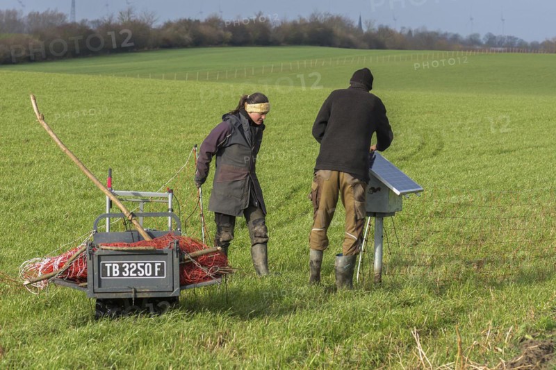 Shepherd and his daughter fence a new pasture with a solar panel for the electric fence, Mecklenburg-Western Pomerania, Germany, Europe