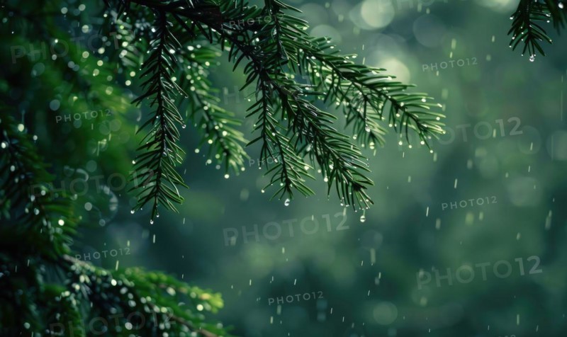 Closeup view on cedar branch in rain drops, bokeh background AI generated