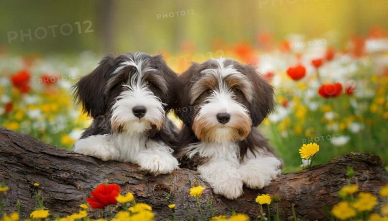 KI generated, animal, animals, mammal, mammals, bobtail, (Canis lupus familiaris), dog, dogs, bitch, dog breed from England, two puppies lying in a flower meadow