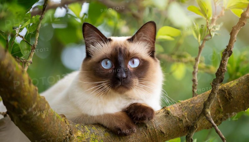 AI generated, animal, animals, mammal, mammals, cat, felidae (Felis catus), a cat resting on a tree