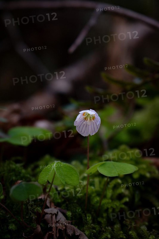 Flowering common wood sorrel (Oxalis acetosella), close-up, Neubeuern, Germany, Europe