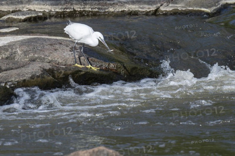 Cattle Egret Cattle Egret (Bubulcus ibis), Mziki Private Game Reserve, North West Province, South Africa, Africa