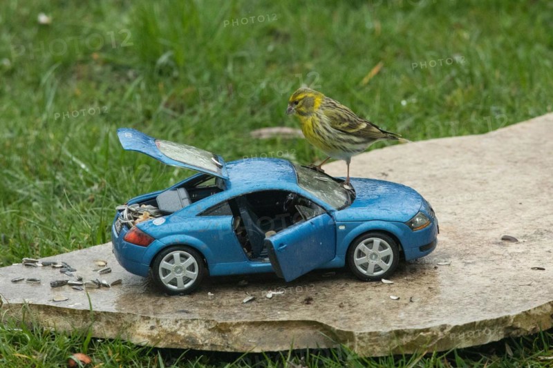 Serin on blue model car Audi TT standing on stone plate in green grass looking left