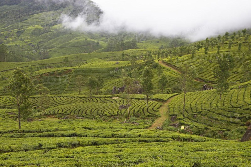 Green hilly landscape with tea plantations in the clouds, Munnar, Kerala, India, Asia