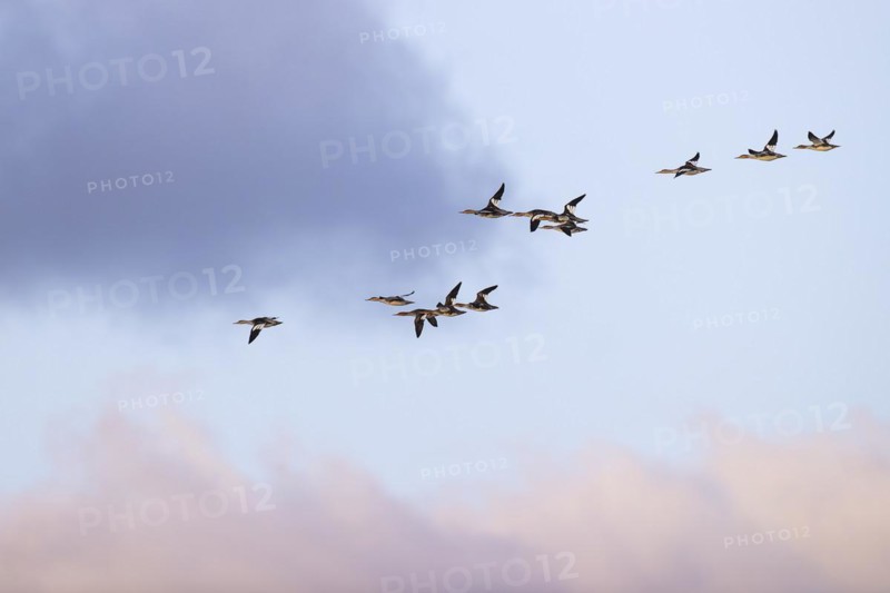 Red-breasted Merganser (Mergus serrator), small flock in flight, Laanemaa, Estonia, Europe