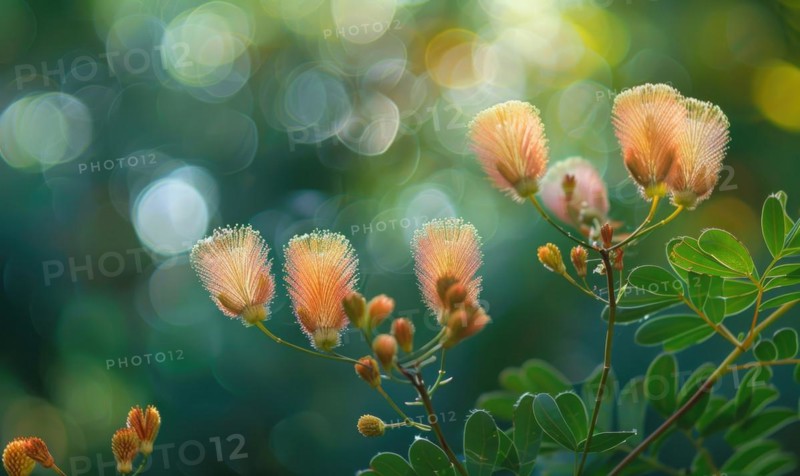 A close-up view of Mimosa seed pods against a blurred background of lush foliage AI generated