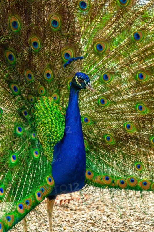 Detail of an Indian male peacock open because he is in heat looking for females, vertical photo