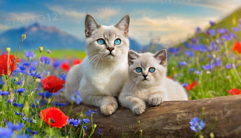 KI generated, animal, animals, mammal, mammals, cat, felidae (Felis catus), a cat and a kitten resting in a meadow with colourful flowers