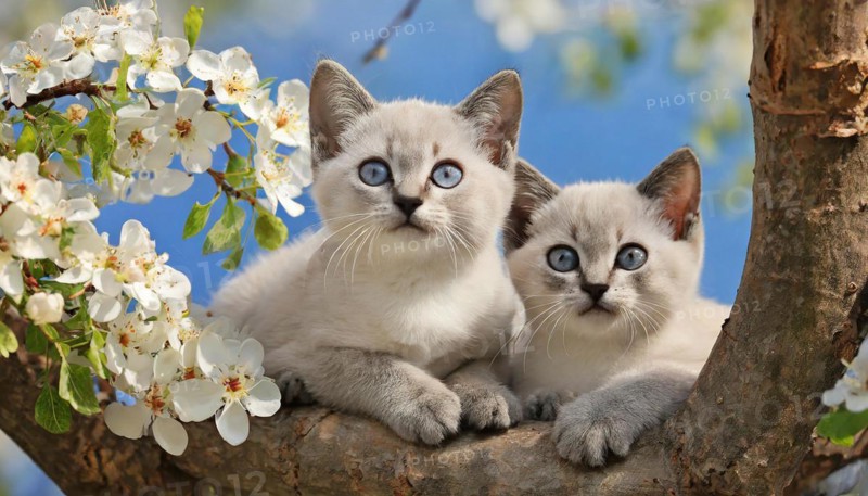 KI generated, animal, animals, mammal, mammals, cat, felidae (Felis catus), two kittens resting in a fruit tree, tree blossom, spring, summer