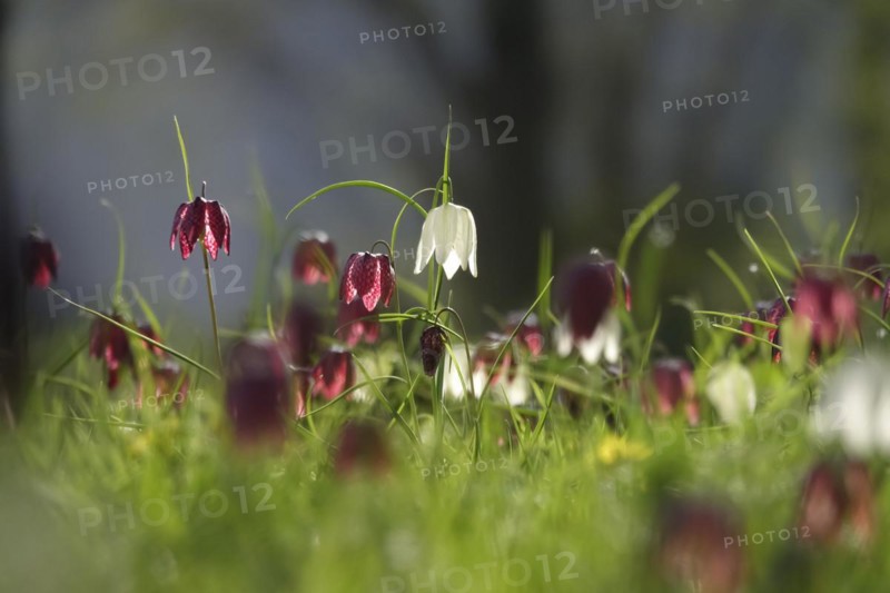 Enchanting chequerboard flowers, April, Germany, Europe
