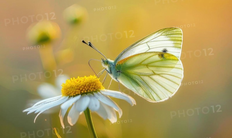 Butterfly amidst wildflowers, closeup view, selective focus, spring nature AI generated