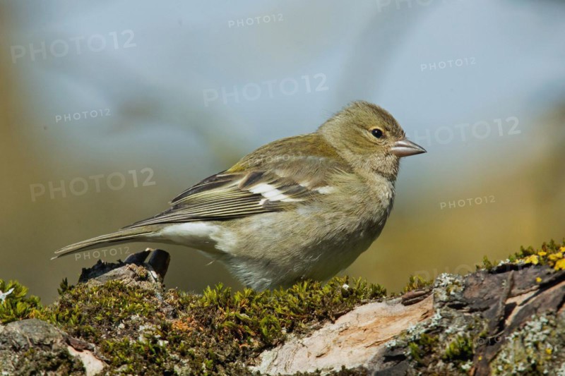 Female chaffinch sitting on branch with green moss looking right in front of blue sky