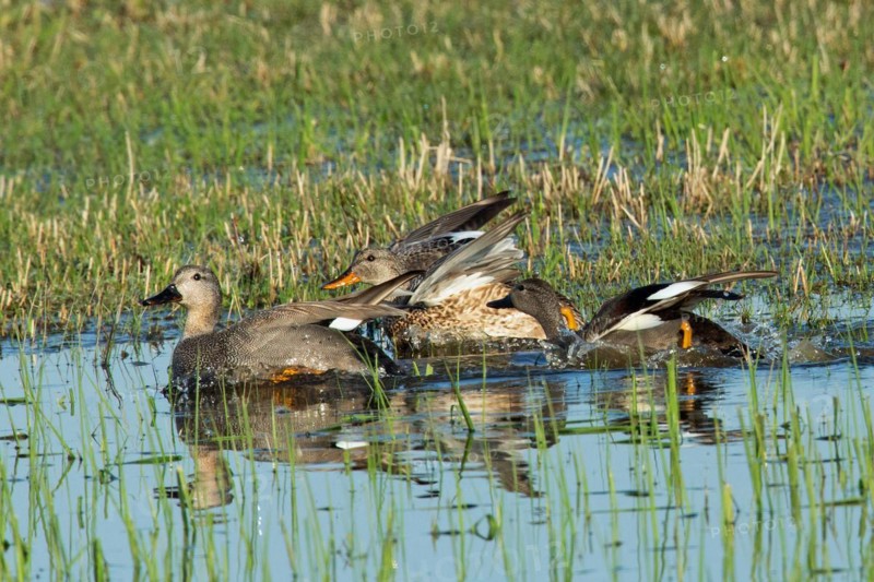 Gadwall four birds with open wings swimming side by side in water looking left