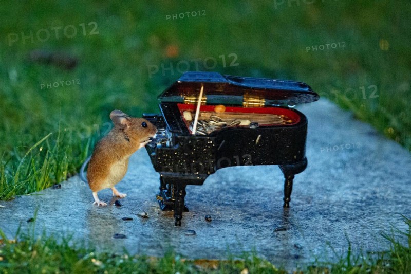 Wood mouse leaning against piano on stone slab in green grass standing playing looking right