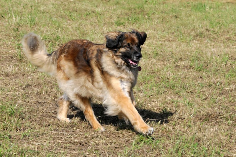 Leonberger dog in motion on a meadow, appears cheerful while playing, Leonberger dog, Schwaebisch Gmuend, Baden-Wuerttemberg, Germany, Europe
