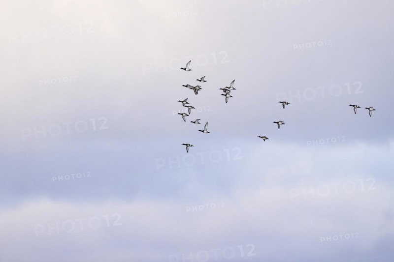 Greater scaup (Aythya marila), small flock in flight, Laanemaa, Estonia, Europe