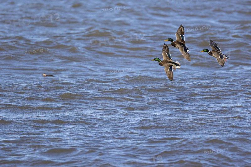 Mallard (Anas platyrhynchos), three adult males in flight, in the water Ferruginous Duck (Clangula hyemalis), Laanemaa, Estonia, Europe