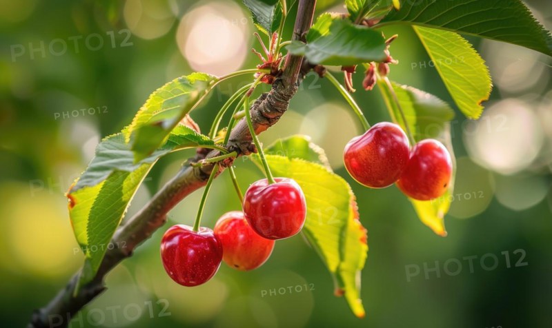 Ripe cherries peeking out from the branches of a cherry blossom tree AI generated