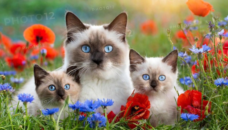 KI generated, animal, animals, mammal, mammals, cat, felidae (Felis catus), a cat and two kittens lying in a meadow, poppies and cornflowers