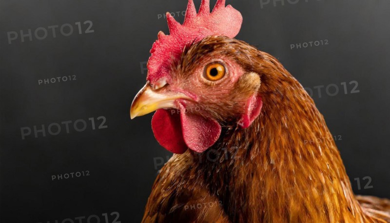 Agriculture, Animals, Chickens, Portrait of a hen, AI generated, AI generated