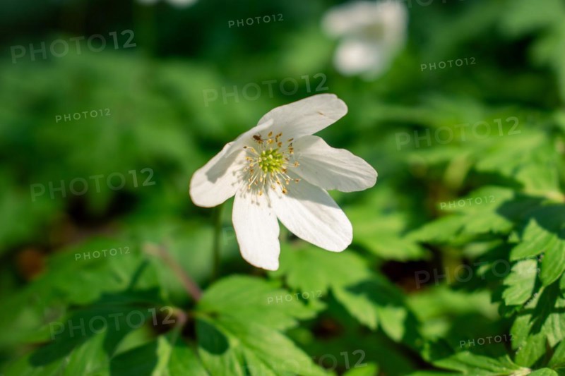 Flowering wood anemone (Anemone nemorosa), close-up, Neubeuern, Germany, Europe