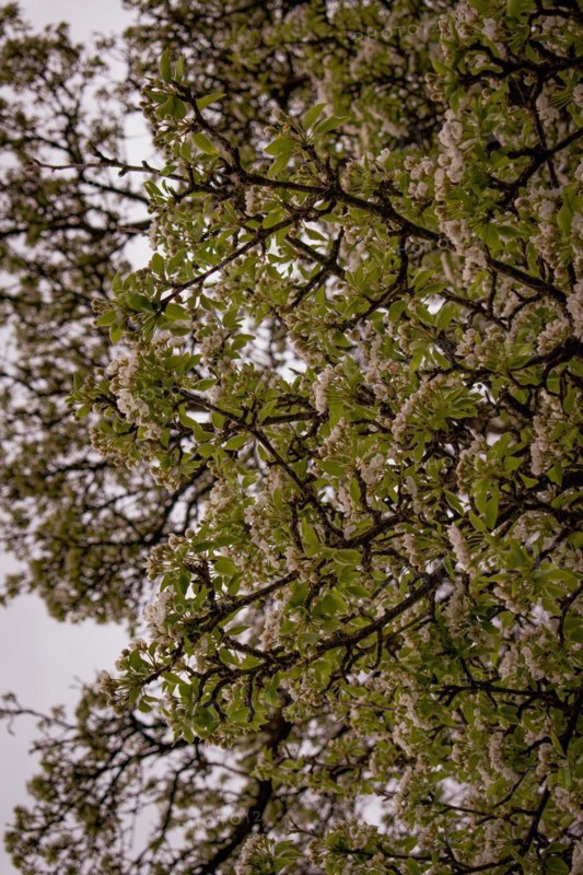 Branches of a pear tree (Pyrus communis) with white blossoms, Neubeuern, Germany, Europe