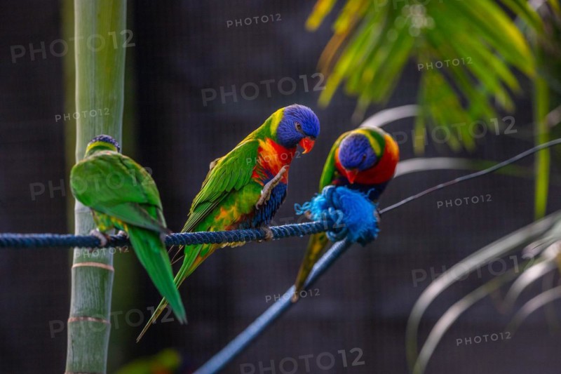 Portrait of a loris, parrot. Beautiful shot of the animals in the forest on Guadeloupe, Caribbean, French Antilles