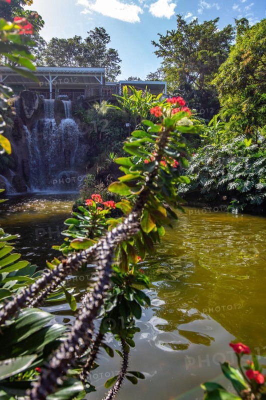 Jardin Botaniqu de Deshaies, botanical garden with flora and fauna in Guadeloupe, Caribbean, French Antilles