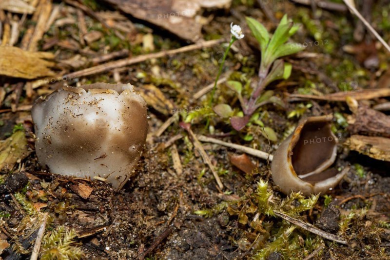 Black and white ribbed cup lobelia two cup-shaped brown fruiting bodies next to each other in needle litter