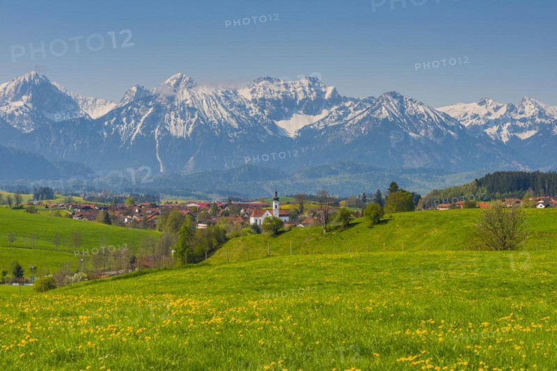 Common dandelion (Taraxacum sect. Ruderalia) in spring, meadow near Rieden am Forggensee, Ostallgaeu, Allgaeu, Bavaria, Germany, Europe