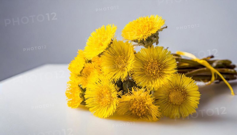 Coltsfoot flowersDandelion in a transparent vase, minimalistically arranged with a reflection, medicinal plant coltsfoot, Tussilago farfara, AI generated, AI generated