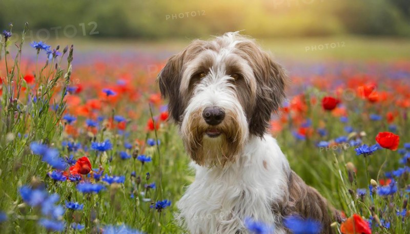 Ai generated, animal, animals, mammal, mammals, a, single animal, bobtail, (Canis lupus familiaris), dog, dogs, bitch, dog breed from England, a single animal, flower meadow