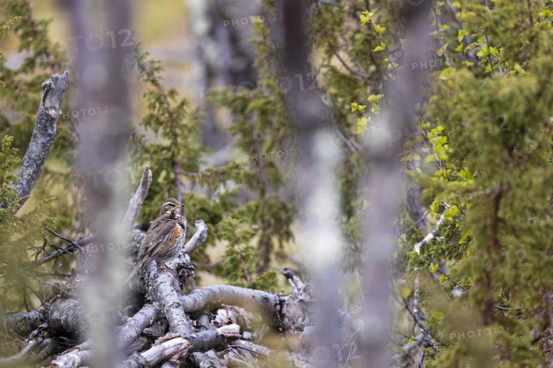 Redwing (Turdus iliacus) resting on a branch, Varanger, Finnmark, Norway, Europe