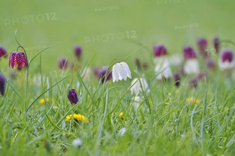 Charming chequerboard flower, spring, Germany, Europe