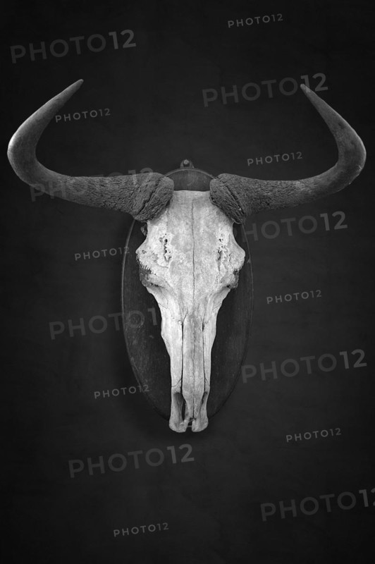 Hunting trophy of a wildebeest skull on a dark background, shot in 1912 in the former German South West Africa, Mecklenburg-Western Pomerania, Germany, Europe