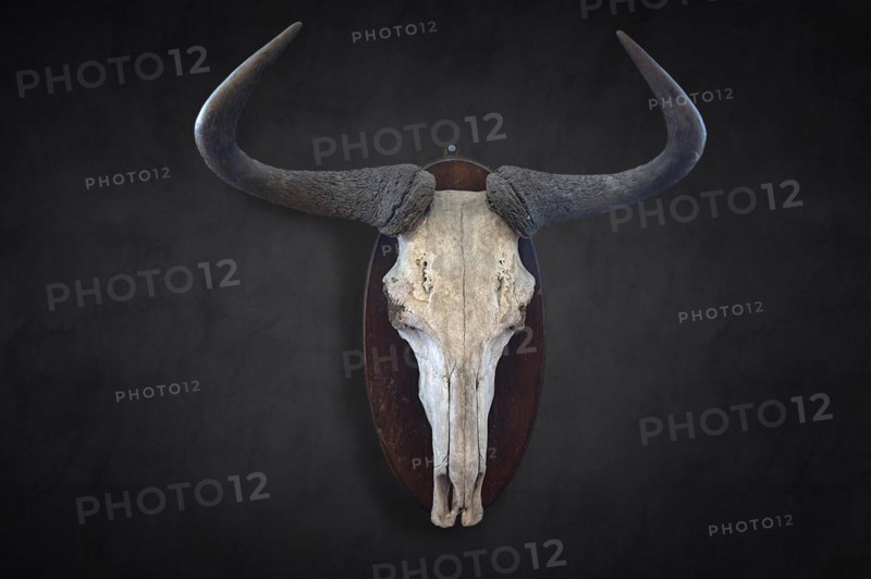 Hunting trophy of a wildebeest skull on a wall, shot in 1912 in the former German South West Africa, Mecklenburg-Western Pomerania, Germany, Europe