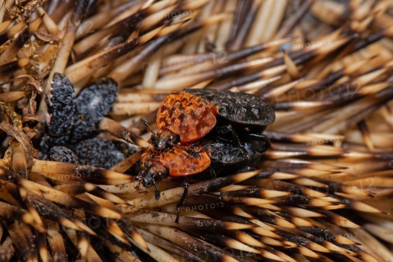 Red-necked silpha two beetles sitting on hedgehog spines mating looking left