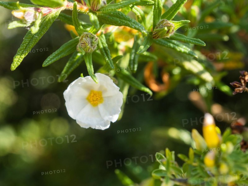 Sage-leaved rockrose (Cistus salviifolius), flower, near Olbia, Sardinia, Italy, Europe