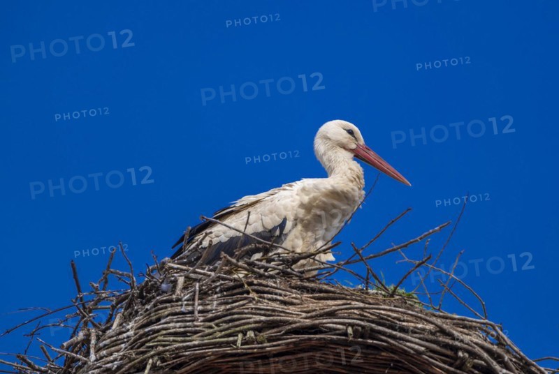 Stork (ciconia) in the nest on the roof of the town hall, Tangermuende, Saxony-Anhalt, Germany, Europe