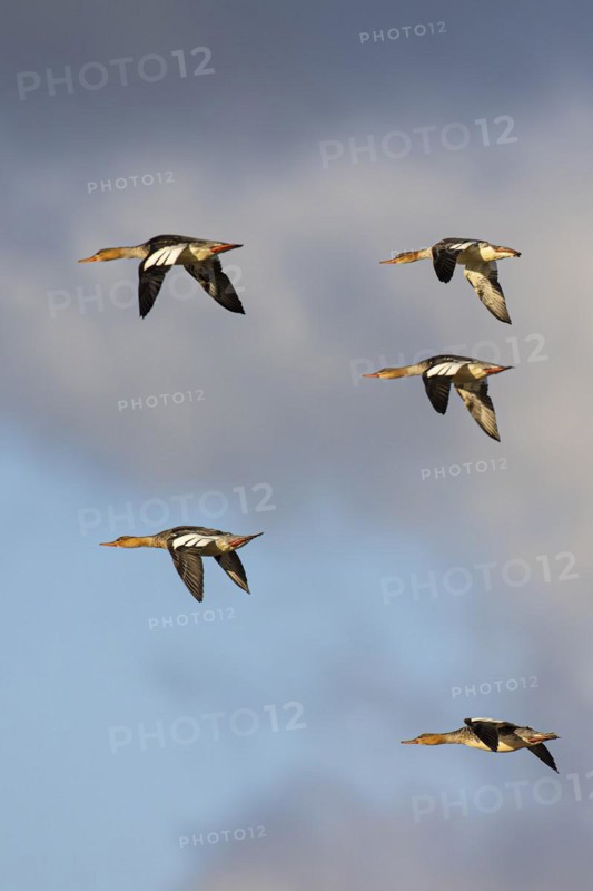 Red-breasted Merganser (Mergus serrator), small flock in flight, Laanemaa, Estonia, Europe